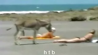 ক্ষুদে রেভেন খরগোশ হ ...